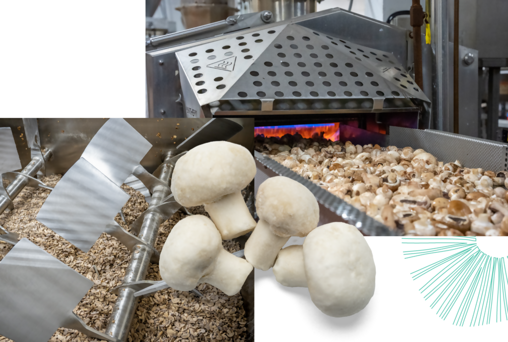 mushroomnew6
