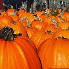 pumpkin6