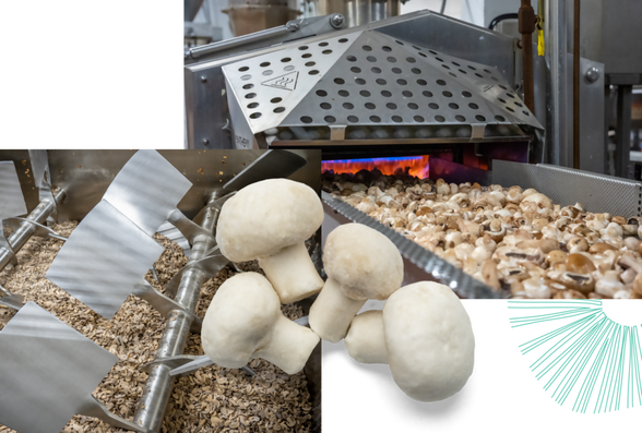 mushroomnew6