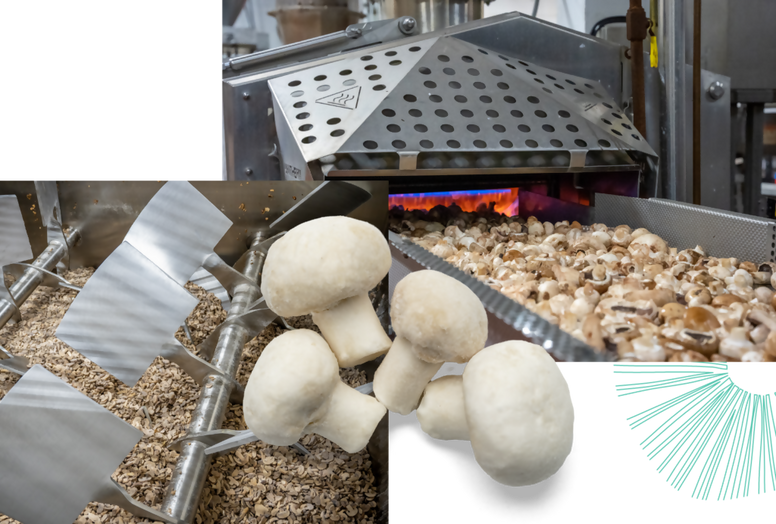 mushroomnew6