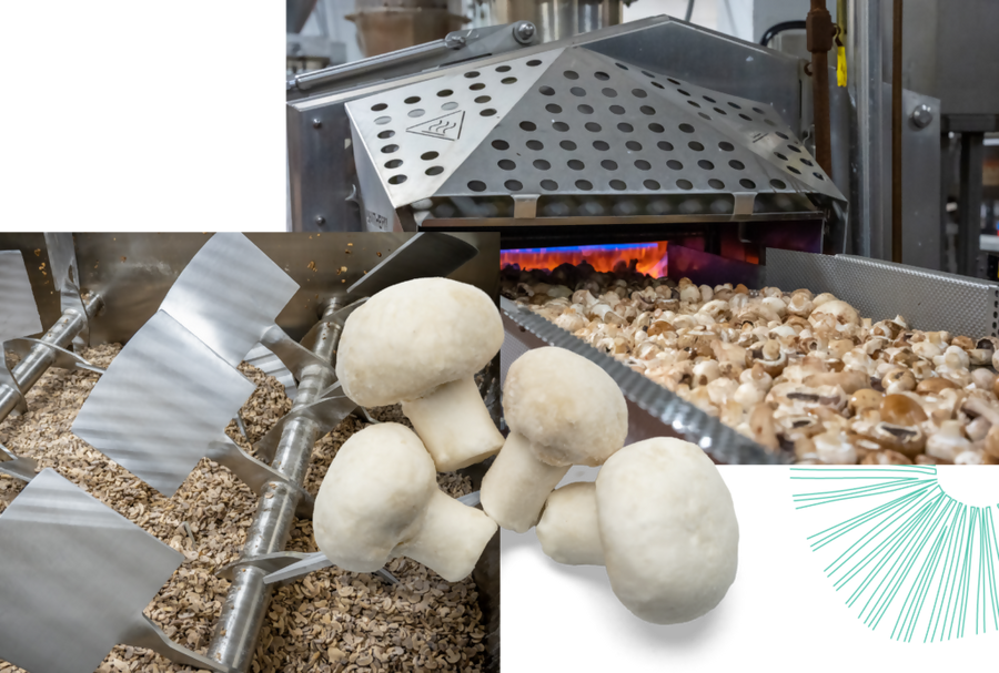 mushroomnew6