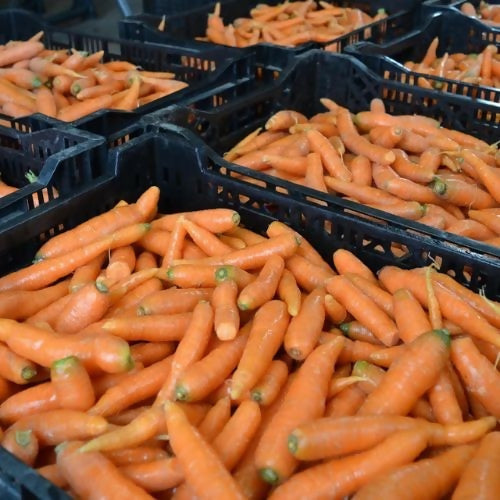 carrot8