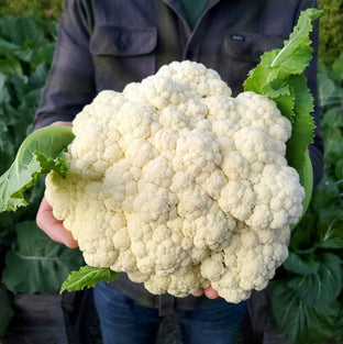 Fresh Cauliflower Wholesales 1kg. جملة زهرة طازجة 1 كيلو