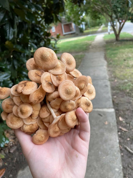 mushroom2