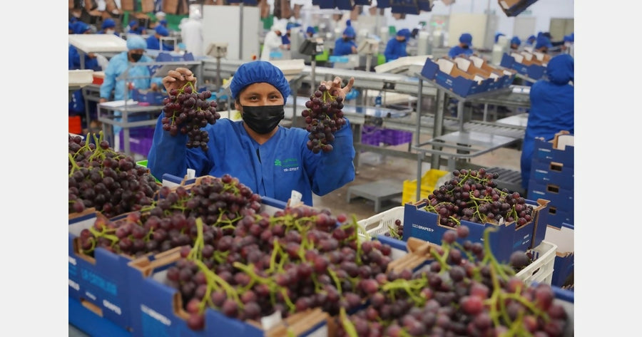 grapefactory