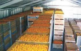 Fresh Premium Orange at Wholesale Price Per kg. برتقال طازج ممتاز. بسعر الجملة للكيلوغرام