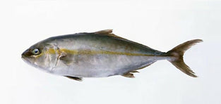 AMBERJACK
