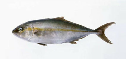 AMBERJACK