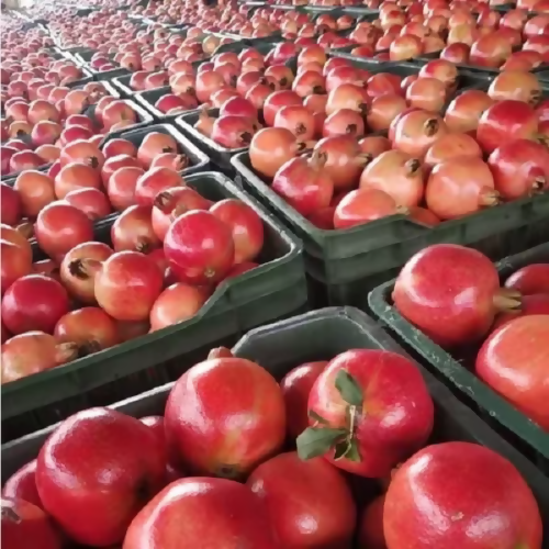 pomebulk2