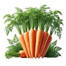 Fresh Carrot Available in Wholesales Per Price at 1kg. جزر طازج متوفر بسعر الجملة للكيلوغرام