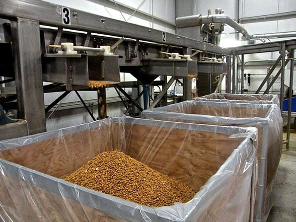 Chikpeas seeds