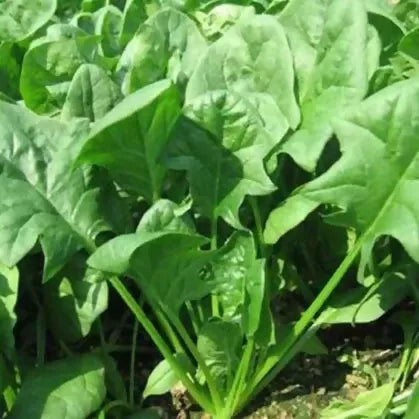 Growing-Spinach._grande
