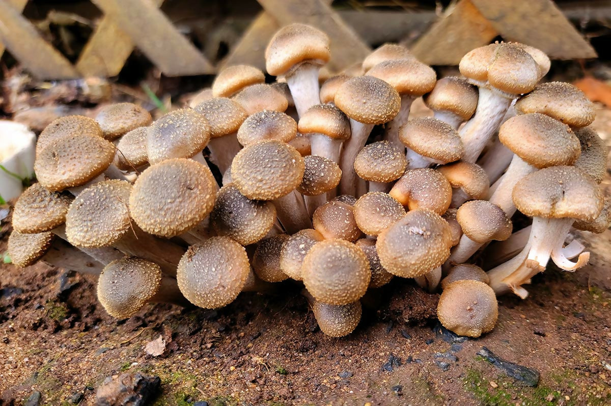 mushroom1