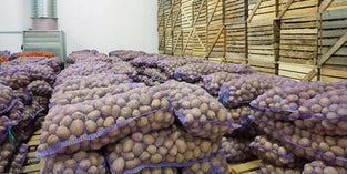 Potatoes Iran Wholesales 1kg. بطاطس إيراني جملة 1 كيلو