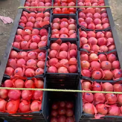 pomebulk1