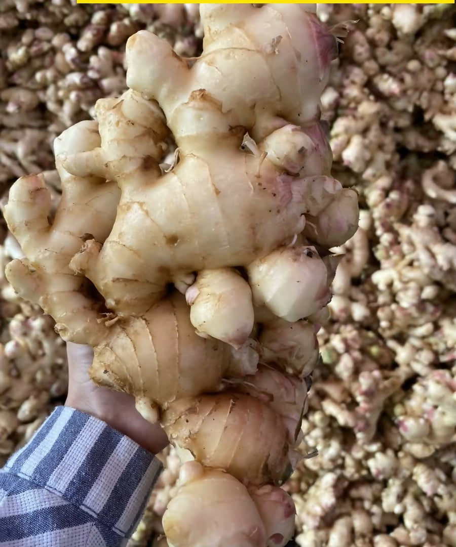 bulkginger2